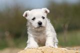 WESTIE 100